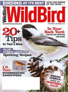 Wildbird Magazine